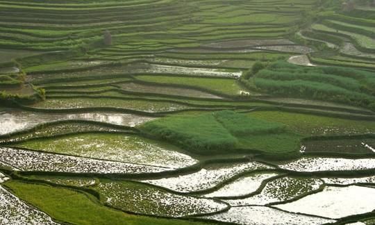 湄潭翠芽它滋味鲜爽、栗香浓郁，究竟是如何泡出的，你知道吗？