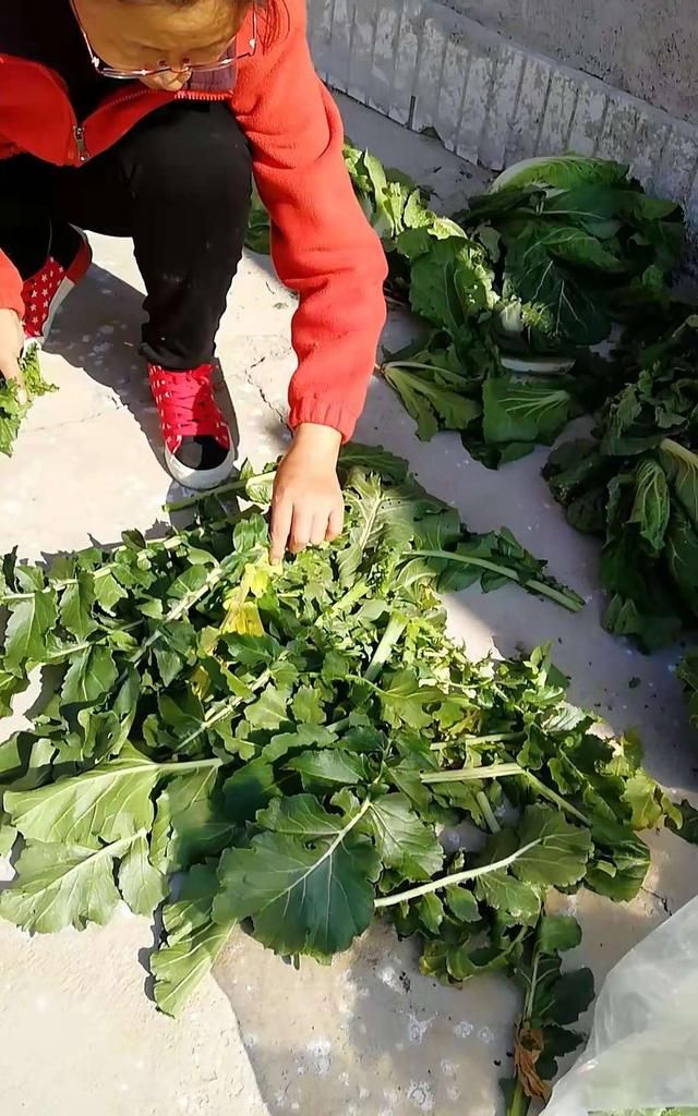 怎样储存红萝卜叶子图2