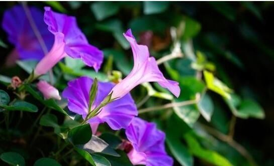 牵牛花如何种植图1