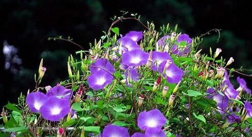 牵牛花如何种植图2
