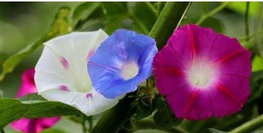 牵牛花如何种植图3