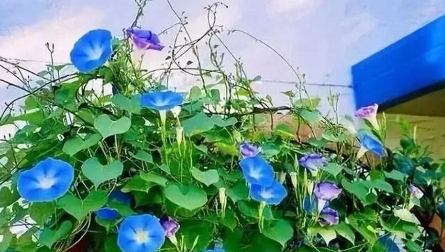 牵牛花如何种植图4