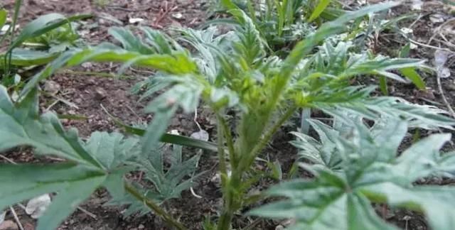 哈拉海菜怎么做最好吃(哈拉海菜的家常做法)图1