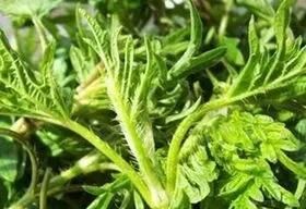 哈拉海菜怎么做最好吃(哈拉海菜的家常做法)图2