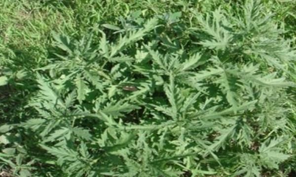 哈拉海菜怎么做最好吃(哈拉海菜的家常做法)图7