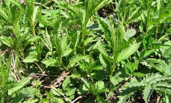 哈拉海菜怎么做最好吃(哈拉海菜的家常做法)图9