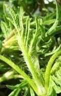 哈拉海菜怎么做最好吃(哈拉海菜的家常做法)图11