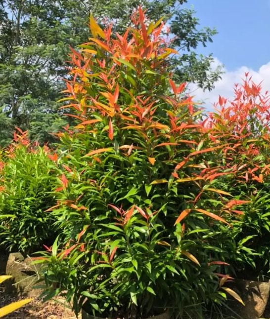 这8种植物，常做绿篱墙，修剪整齐的绿篱，看上去“清清爽爽”