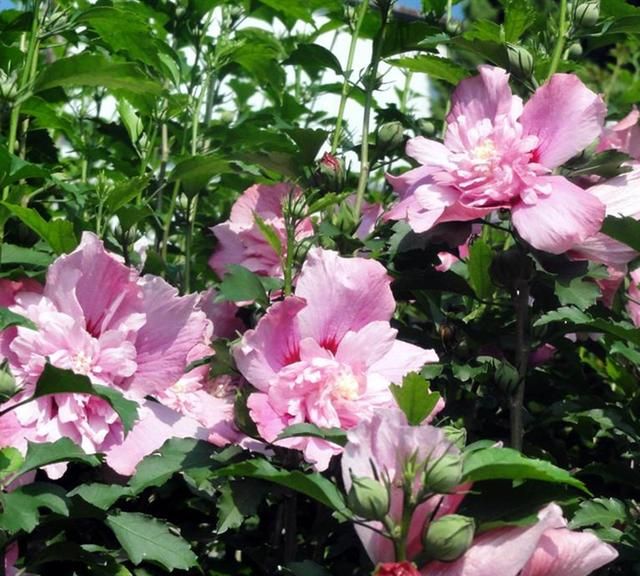 这8种植物，常做绿篱墙，修剪整齐的绿篱，看上去“清清爽爽”