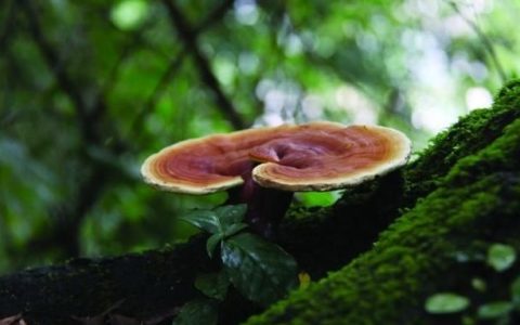 灵芝和鸡一起煲汤吗,灵芝和鸡怎么煲汤