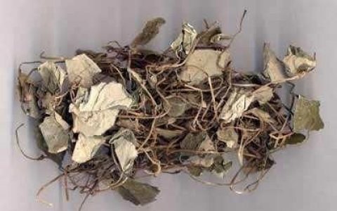 金钱茶有什么功效(金钱叶茶功效)