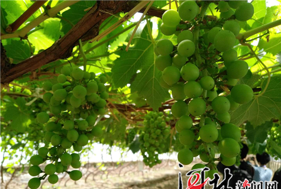 蒙古包里饭菜香 现代大棚瓜果甜——美丽新固安采风游记