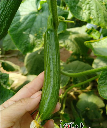 蒙古包里饭菜香 现代大棚瓜果甜——美丽新固安采风游记