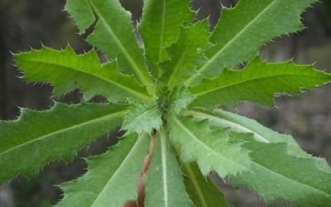 小蓟是什么植物吃的,小蓟是什么菜