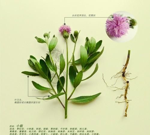 小蓟是什么植物吃的,小蓟是什么菜图2