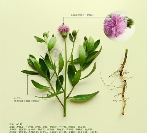 小蓟是什么植物吃的,小蓟是什么菜图17