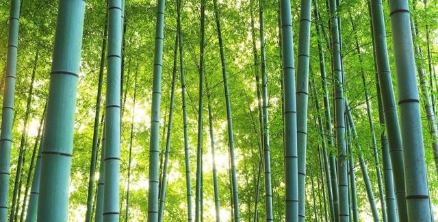 这种物质只有竹子上有，时间越久，凝结的越多，你见过吗？