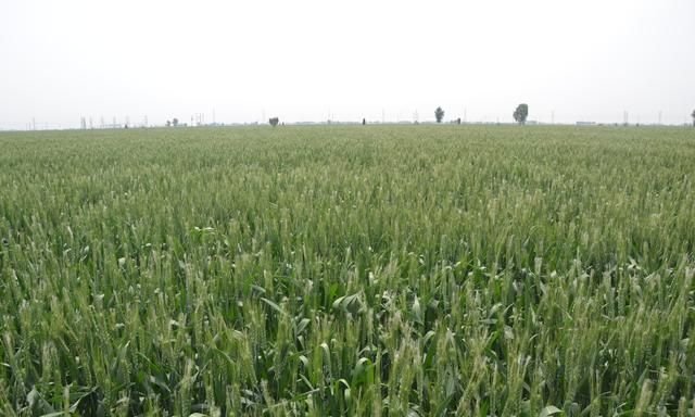 熟悉麦田这6种恶性杂草，综合防治效果好