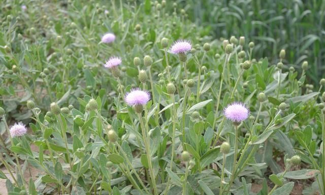 熟悉麦田这6种恶性杂草，综合防治效果好