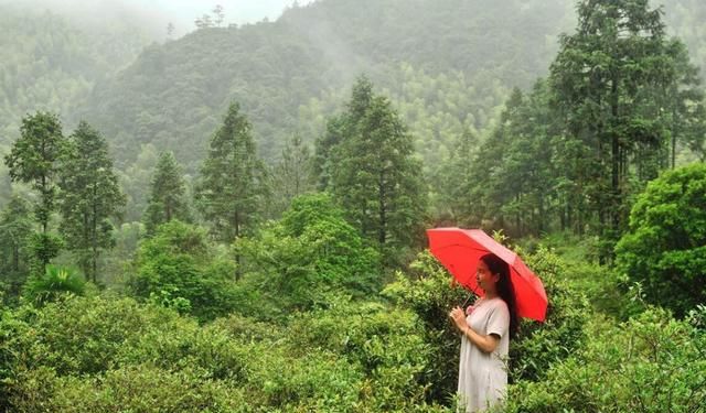 武夷山什么红茶好喝(武夷山有什么红茶好喝)图3