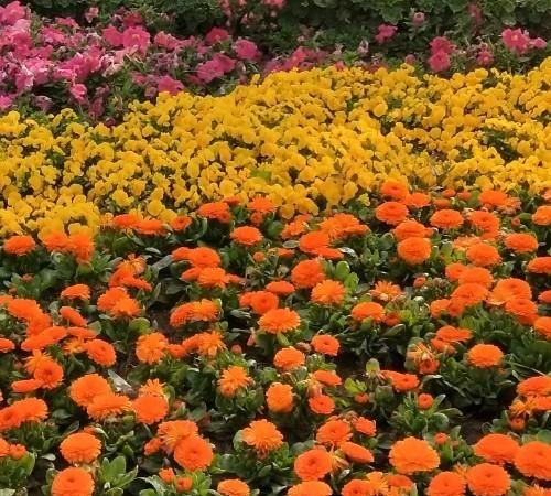 马兰头菜种植时间,马兰头菜的种植时间图2