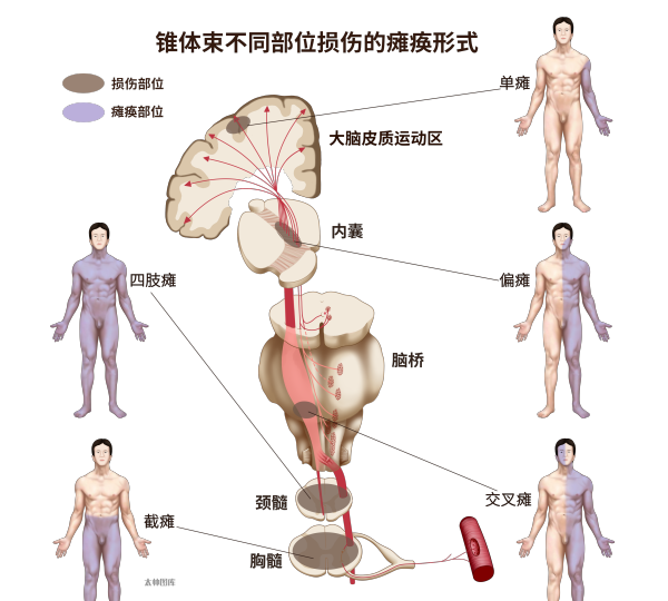 神经笔记——运动系统