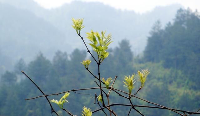 藤茶——大自然馈赠给我们的养生茶