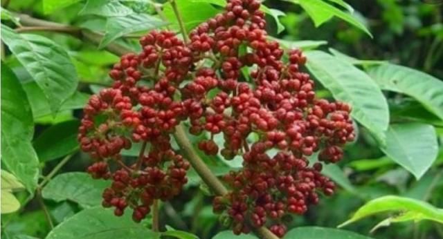 茶辣第一年放什么肥料好呢(茶地什么时候装肥料好)图1