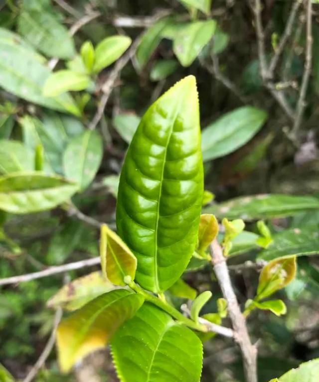 如何鉴别野生灵芝,好的野生茶鉴别图1