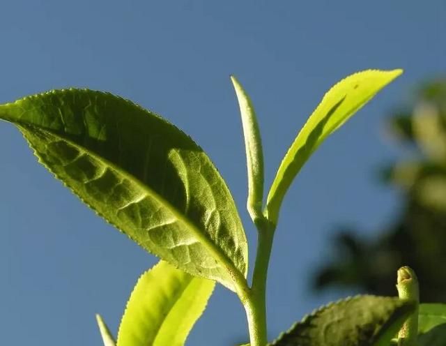 如何鉴别野生灵芝,好的野生茶鉴别图9