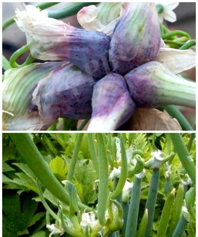 「植物学陪读」百合科名植：葱