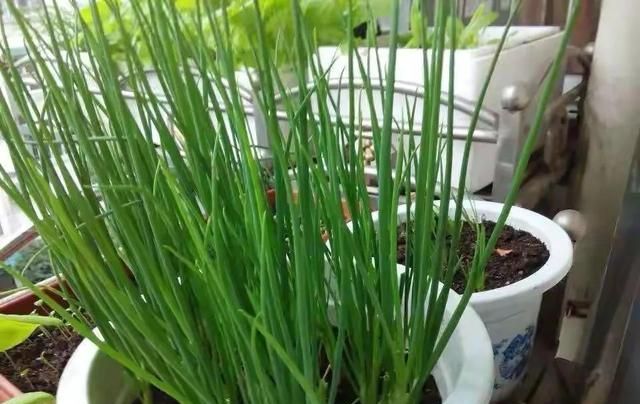 「植物学陪读」百合科名植：葱