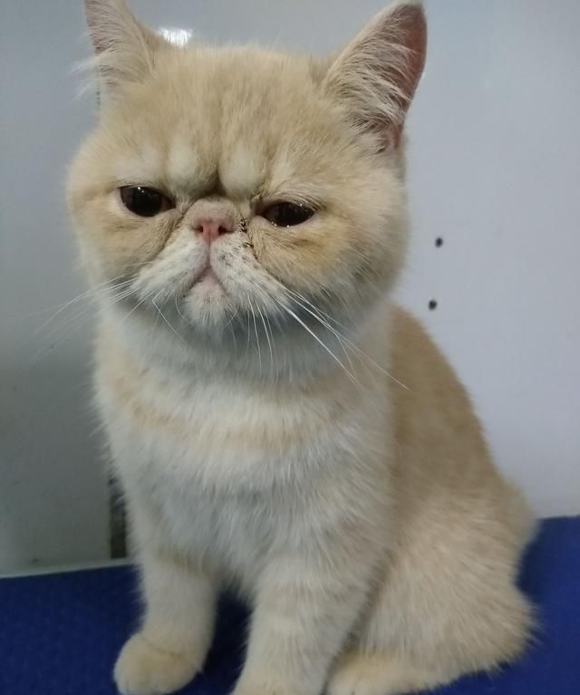 小狗吃了生鸭胆会怎么样吗图1