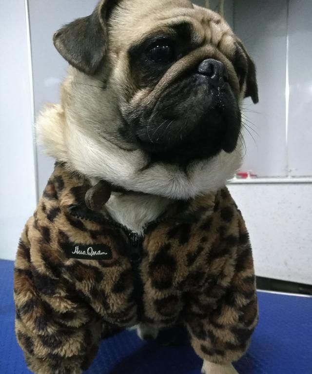 小狗吃了生鸭胆会怎么样吗图2