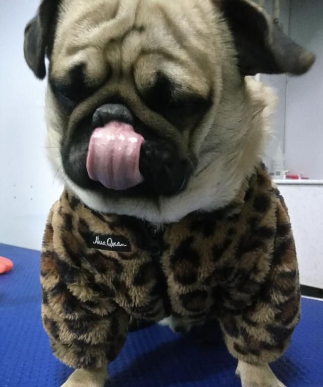 小狗吃了生鸭胆会怎么样吗图3