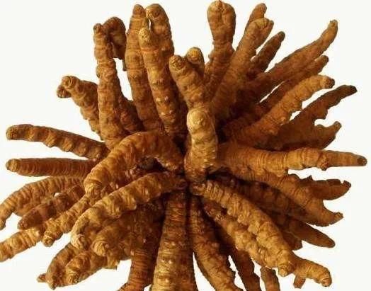 土冬虫草怎么种植(土冬虫草的栽培方法)图1