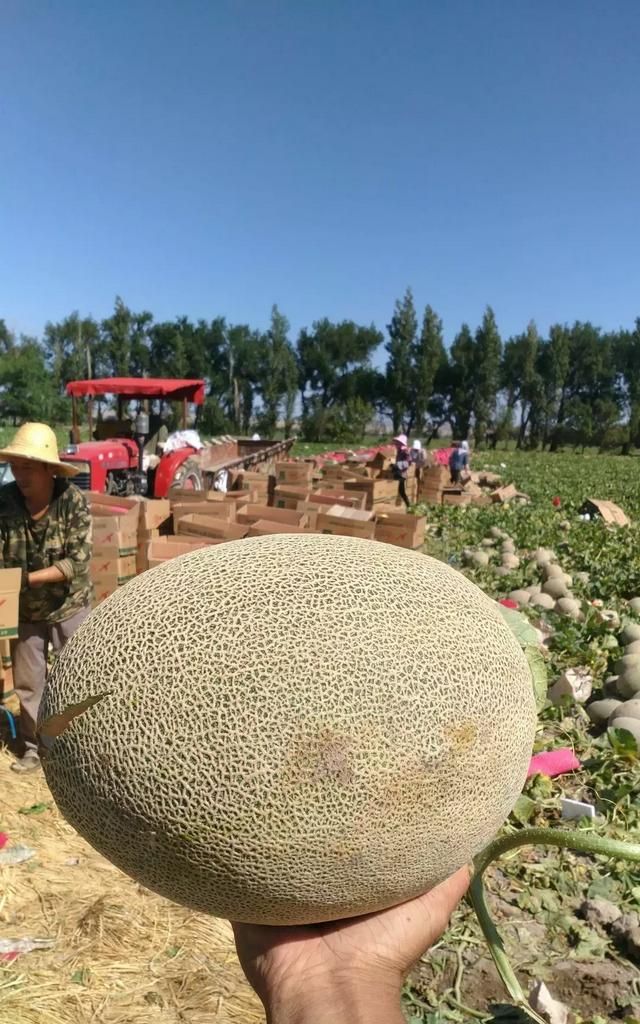 怎么挑选哈密瓜,怎么挑选哈密瓜皮薄肉厚图5