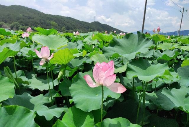荷花对人有什么好处(水种荷花有什么好处)图1