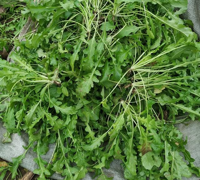 120种野菜介绍，图名并茂，快来认识一下！涨知识不吃亏