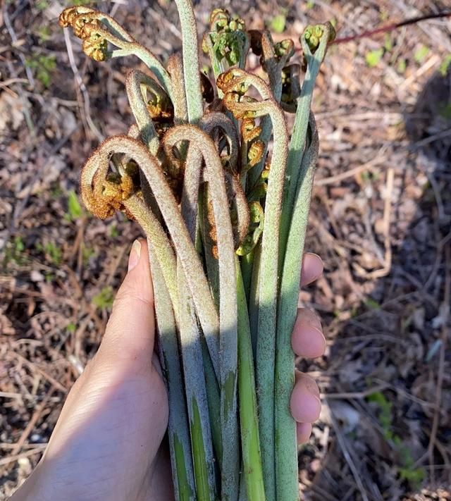 120种野菜介绍，图名并茂，快来认识一下！涨知识不吃亏