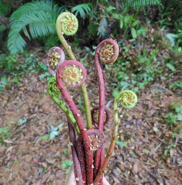 120种野菜介绍，图名并茂，快来认识一下！涨知识不吃亏