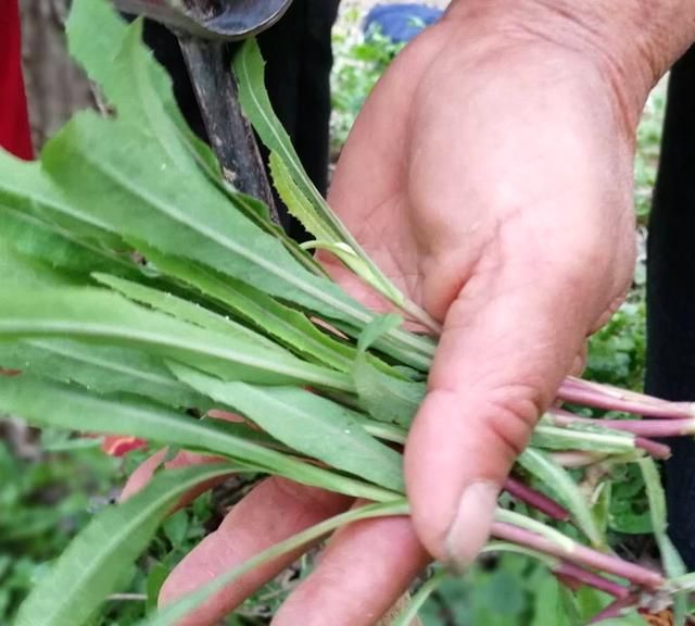 120种野菜介绍，图名并茂，快来认识一下！涨知识不吃亏