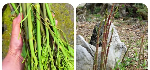 120种野菜介绍，图名并茂，快来认识一下！涨知识不吃亏