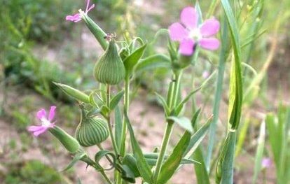 120种野菜介绍，图名并茂，快来认识一下！涨知识不吃亏