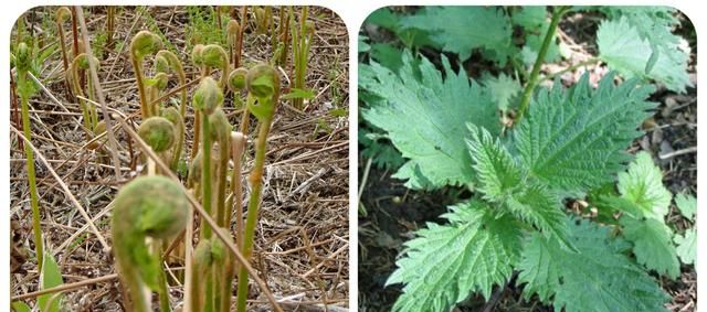 120种野菜介绍，图名并茂，快来认识一下！涨知识不吃亏