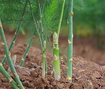 120种野菜介绍，图名并茂，快来认识一下！涨知识不吃亏