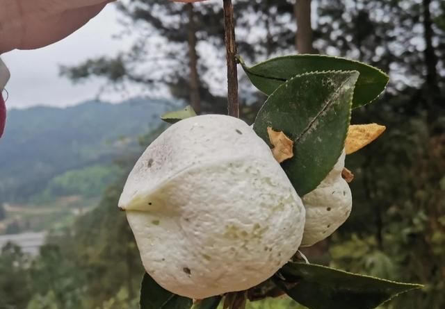 120种野菜介绍，图名并茂，快来认识一下！涨知识不吃亏