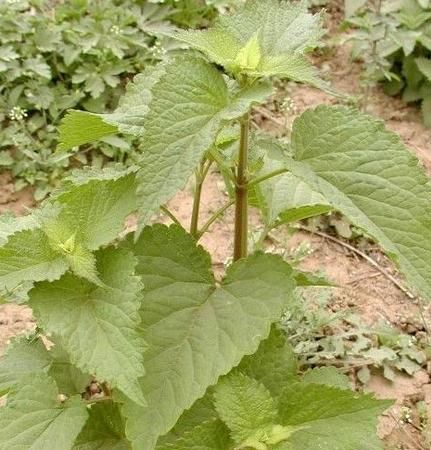 120种野菜介绍，图名并茂，快来认识一下！涨知识不吃亏