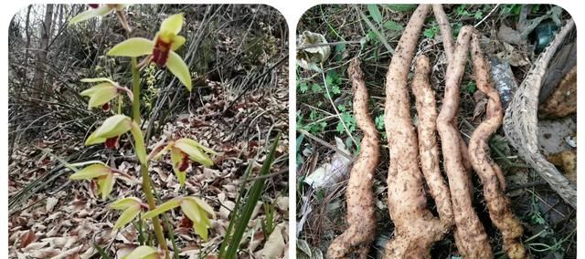 120种野菜介绍，图名并茂，快来认识一下！涨知识不吃亏