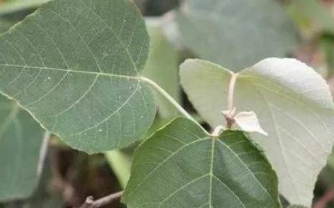 白背叶有哪些形态特征和功效(白麻叶和白背叶有什么区别)